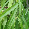 Ficus binnendykii feuille